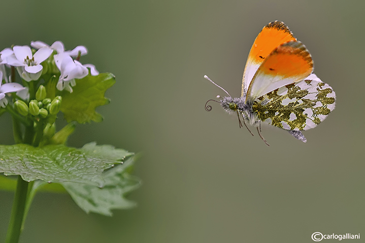 Anthocharis cardamines