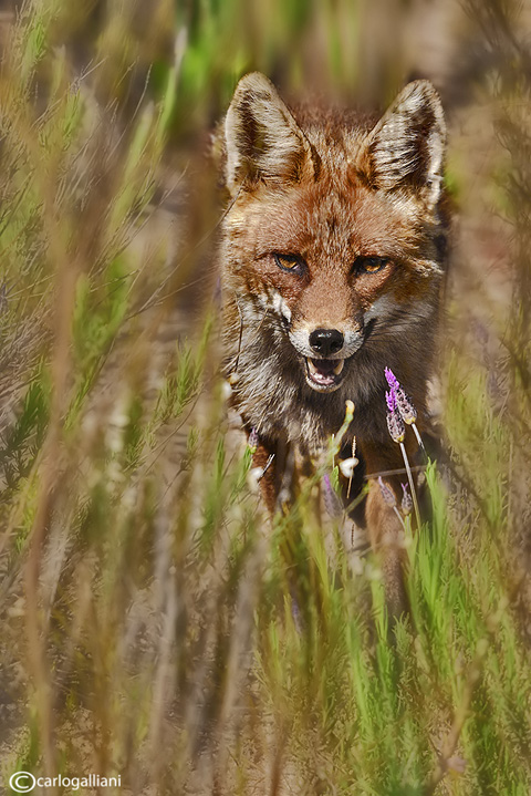 Volpe-Red Fox (Vulpes vulpes)