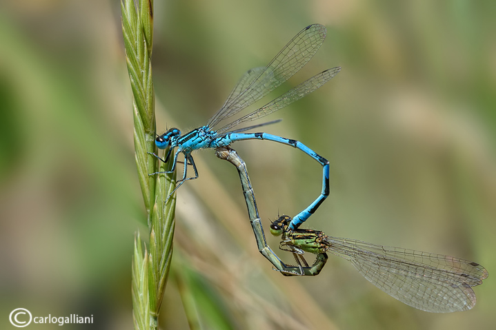 Coenagrion mercuriale