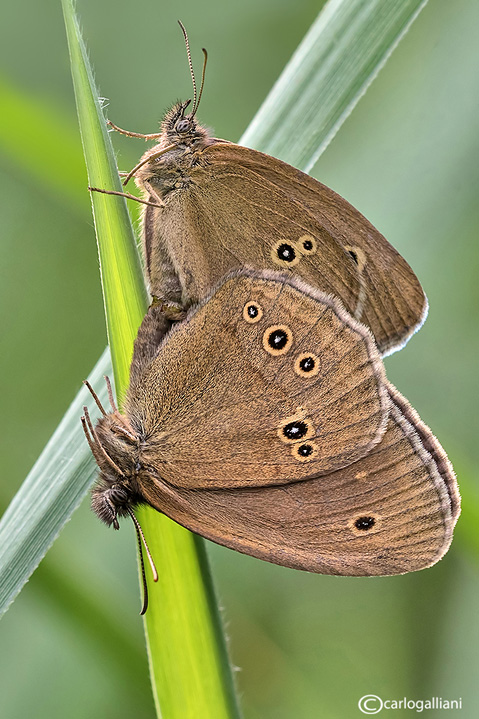 Aphantopus hyperantus