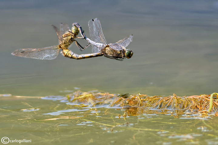 Orthetrum cancellatum mating