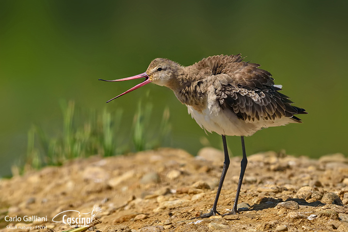 Pittima reale-Black-tailed Godwit (Limosa limosa)