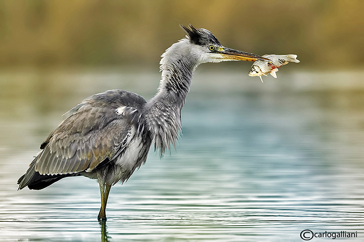 Airone cenerino-Grey Heron  (Ardea cinerea)