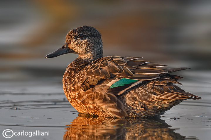 Alzavola-Eurasian Teal  (Anas crecca)