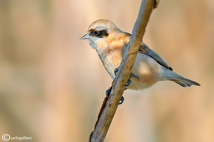 Pendolino-Penduline-Tit(Remiz pendulinus)