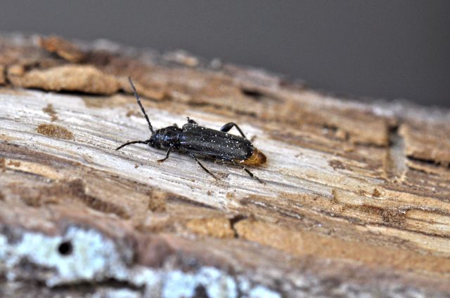 mrk spegelbock Phymatodes pusillus Horns ekopark foto Jonas Hedin.jpg