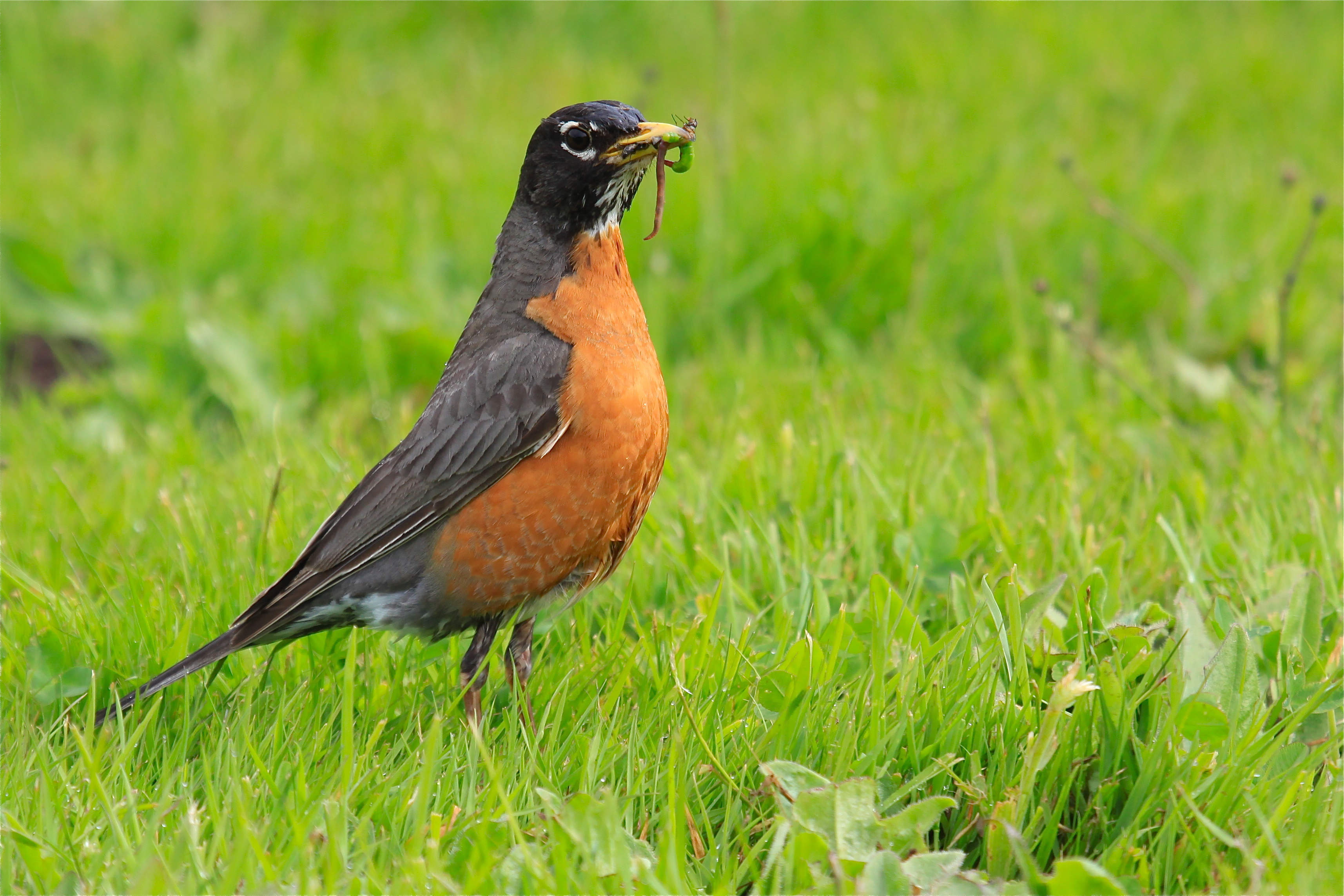 american robin