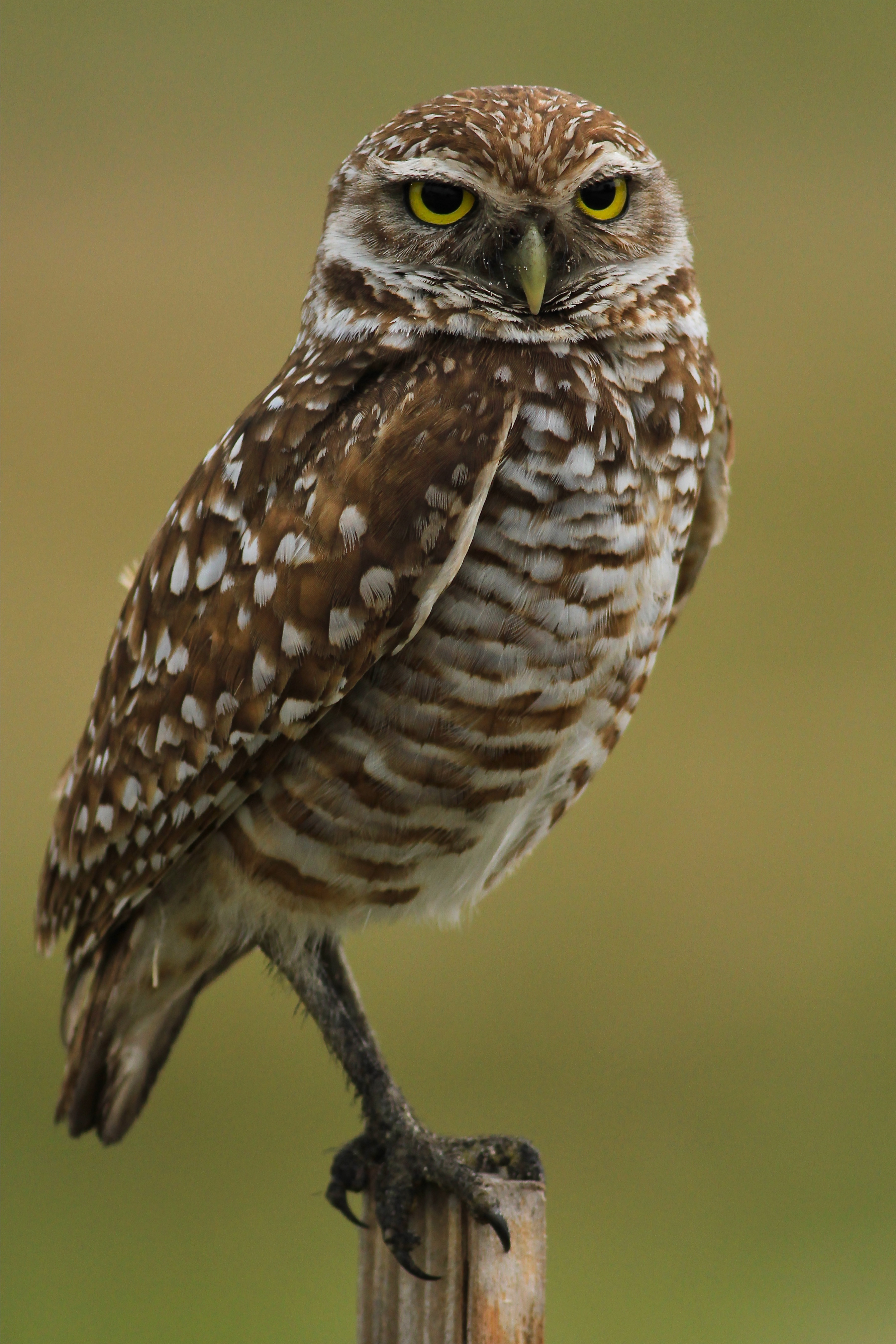 burrowing owl