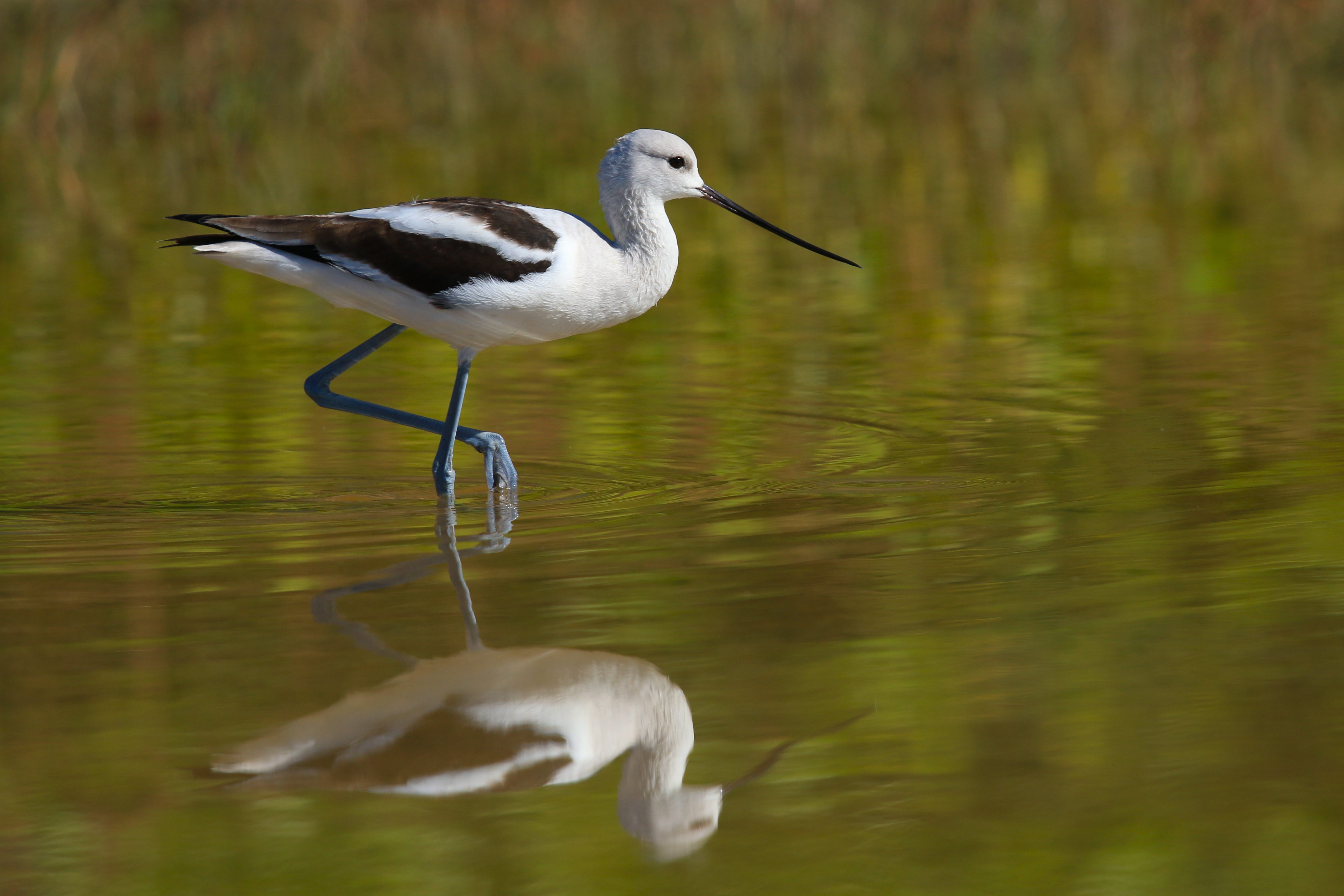 american avocet 