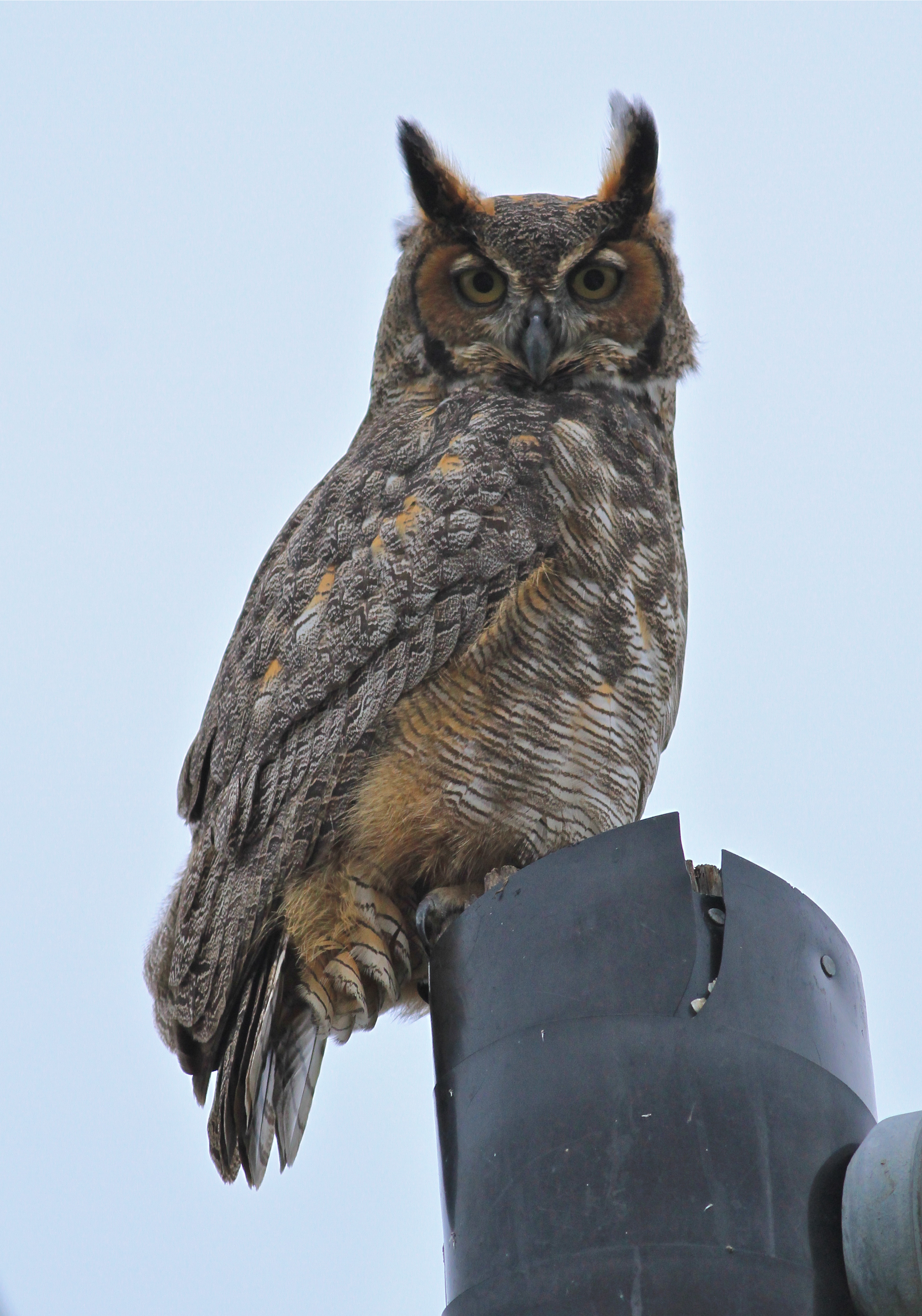 great horned owl