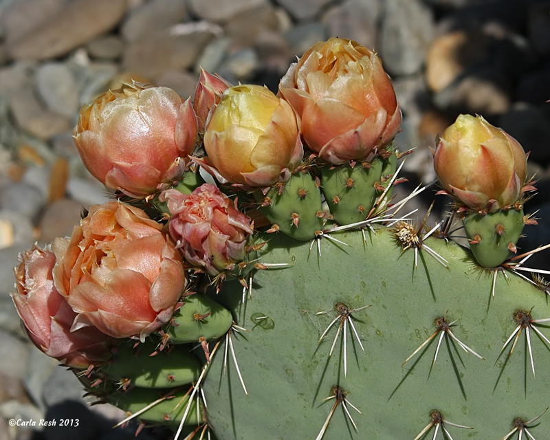 Cactus Flowers #3