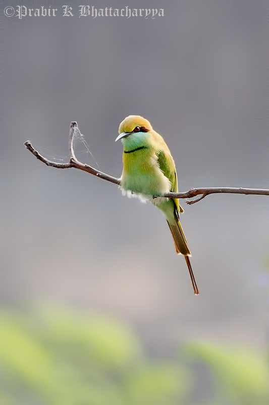 Little Green Bee Eater