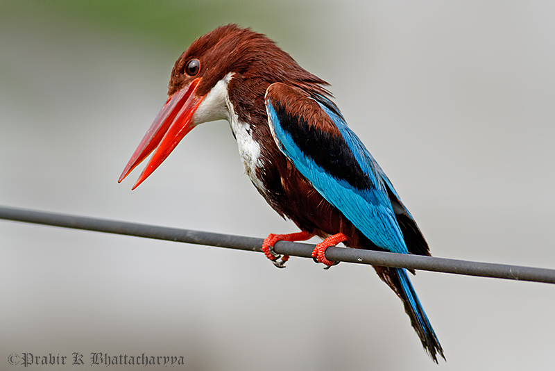 White-throated King Fisher