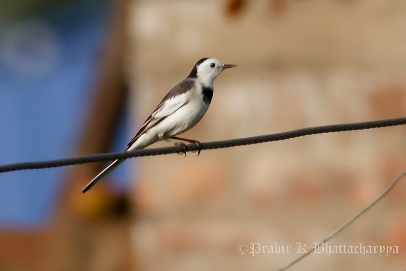 White Wagtail