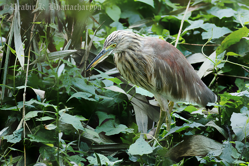 Indian Pond Heron (Non-breeding plumage)