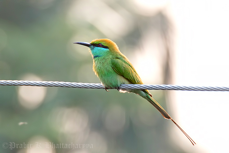 Green bee-eater