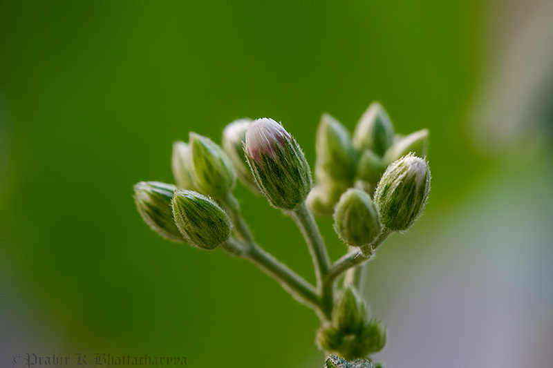 Buds