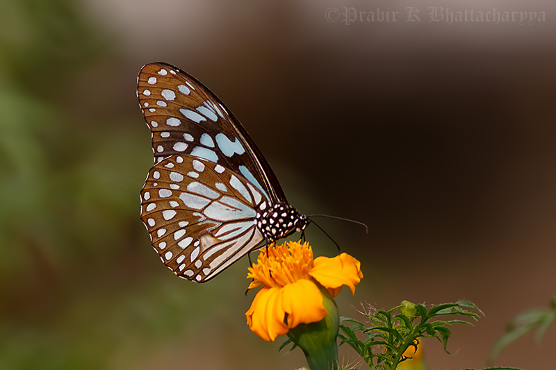 Blue Tiger