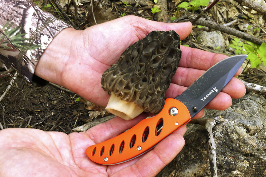 Black Morel 5_24_13.jpg