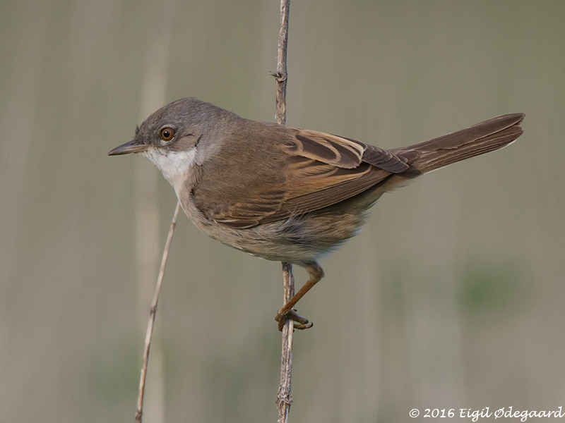 Tornsanger male, Denmark May