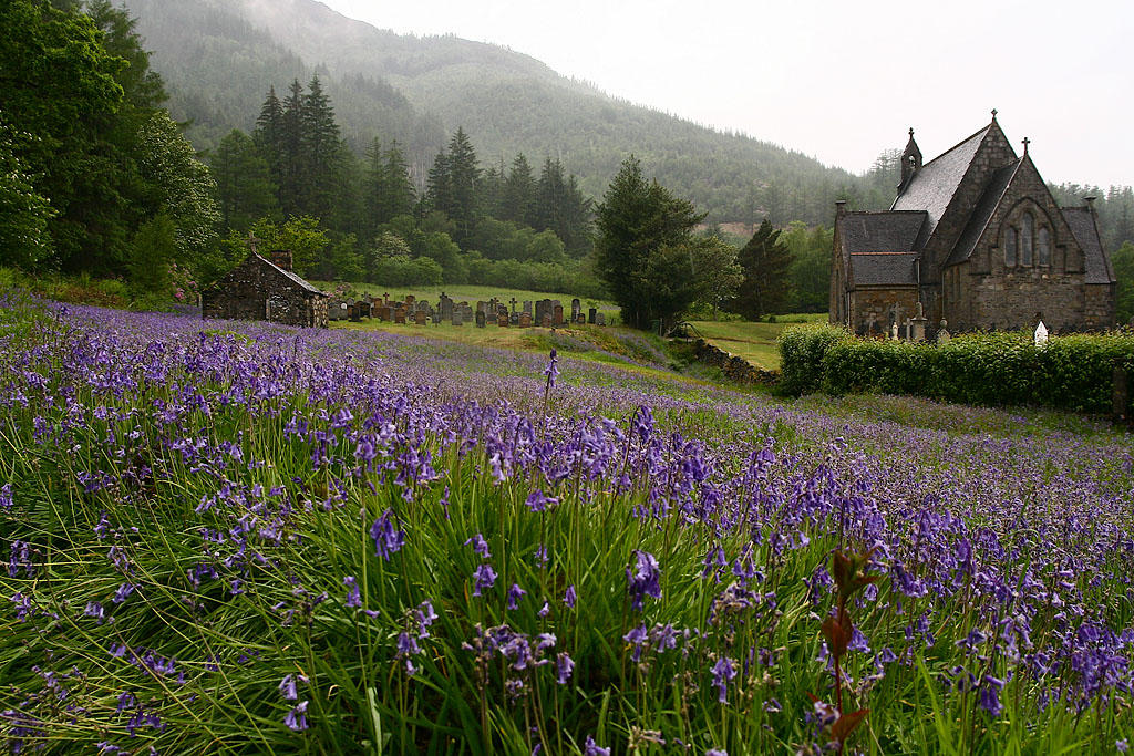 Bluebells