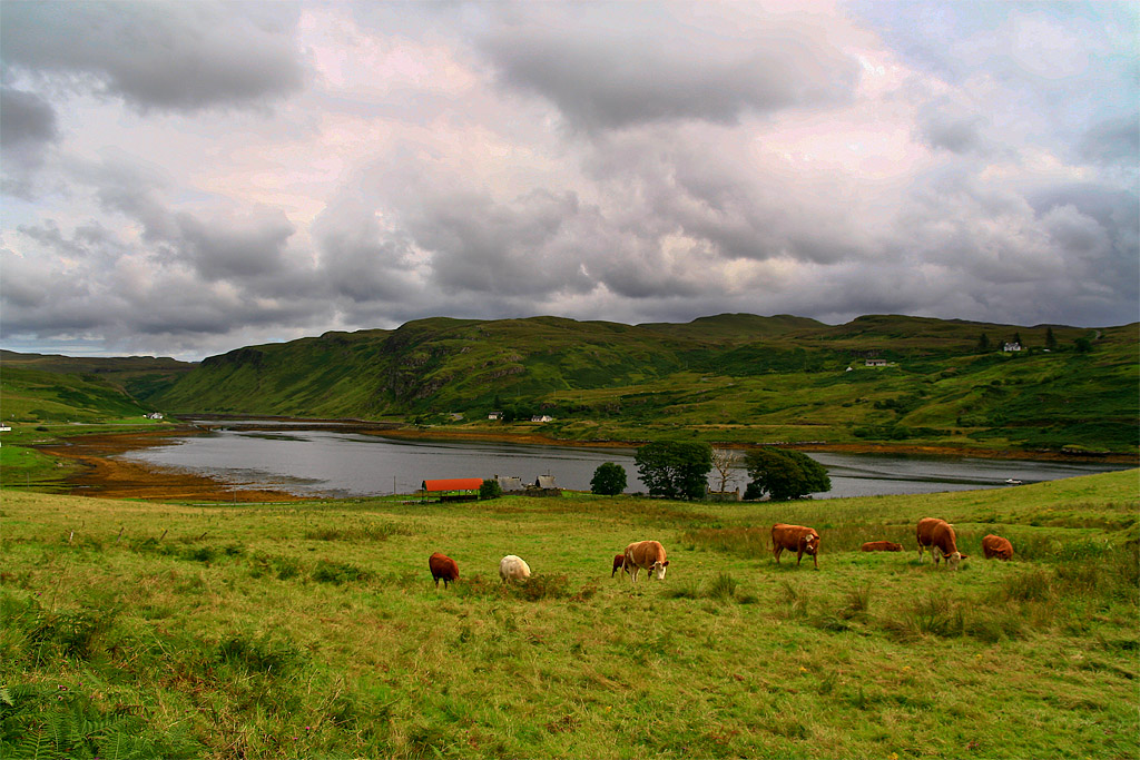Cows at Bracadale Isle of Skye