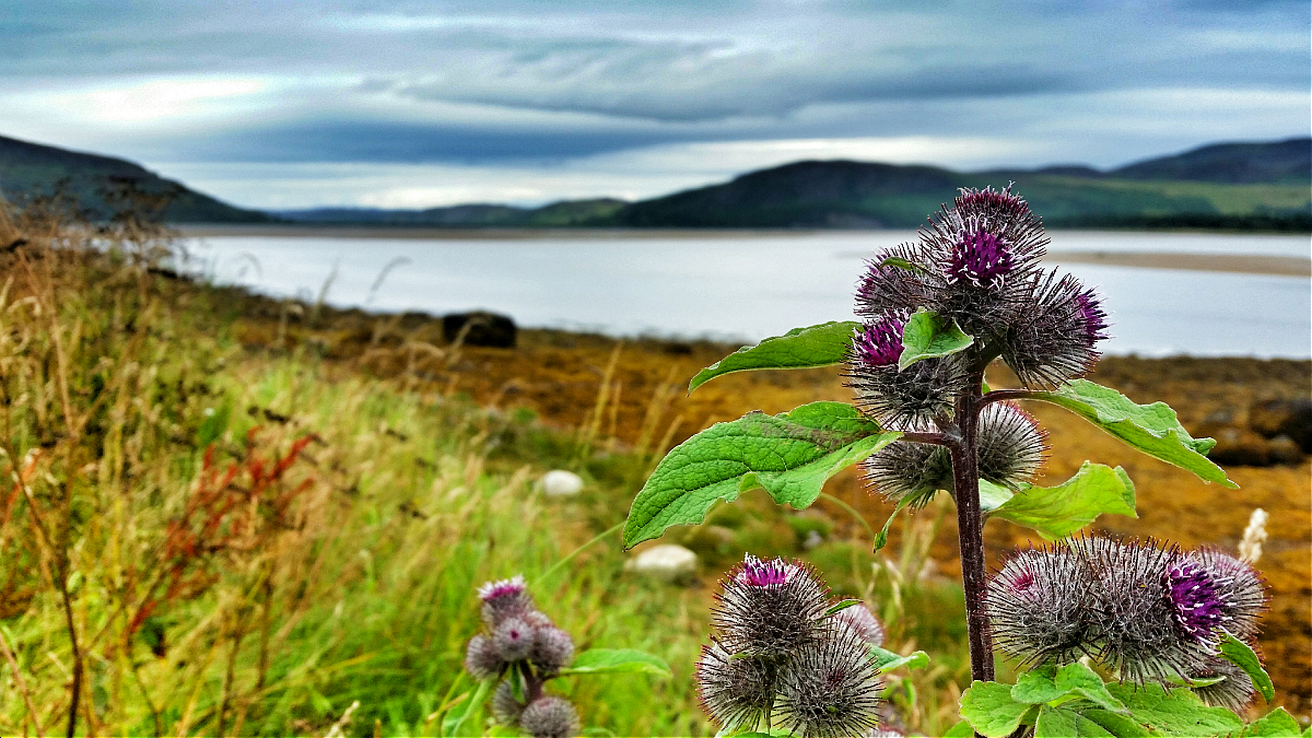 Burdock, Loch Fleet 