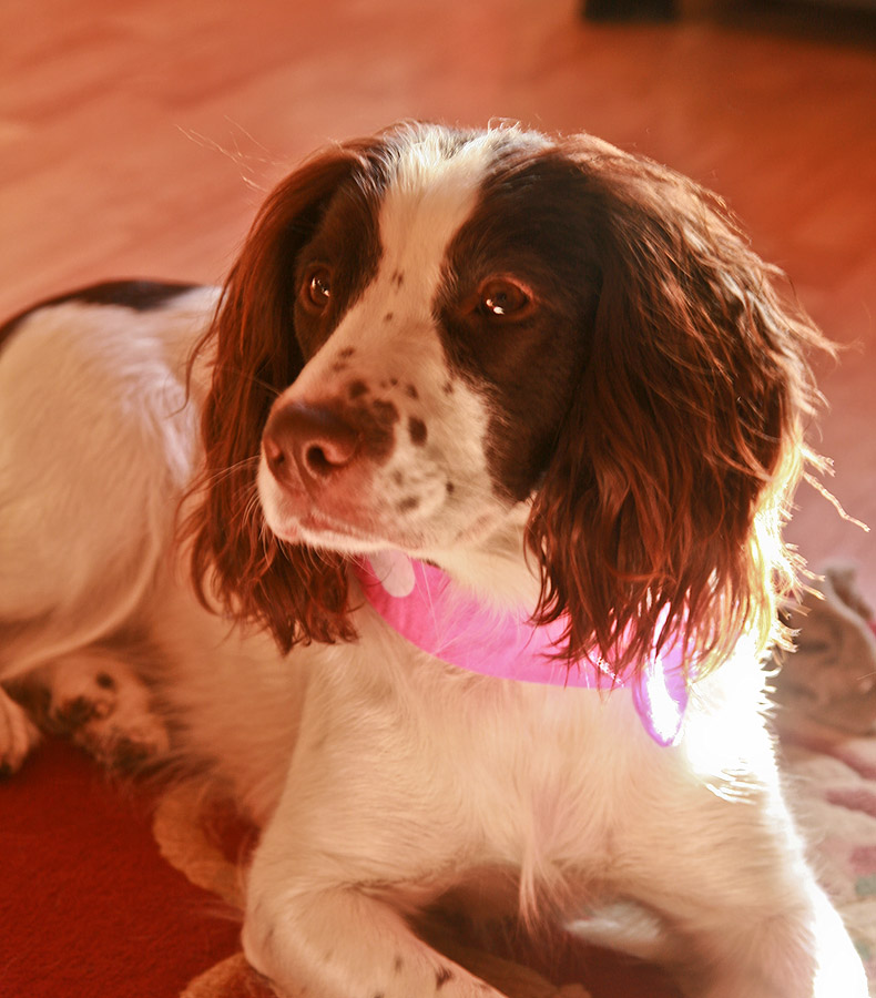 Eilein backlit