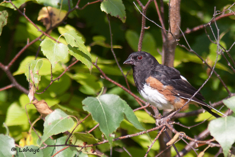 Tohi  flancs roux / Eastern Towhee