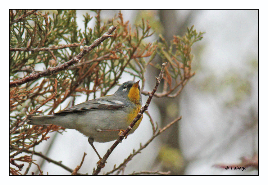 Paruline  collier / Northern Parula / Parula americana