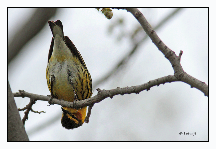 Paruline Tigre / Cape May Warbler / Dendroica tigrina