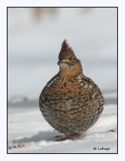 Glinotte huppe / Bonasa umbellus / Ruffed Grouse