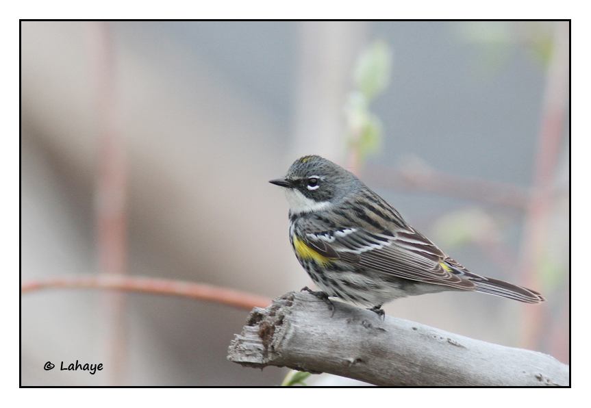 Paruline  croupion jaune / Debdriuca ciribata / Yellow-rumped Warbler
