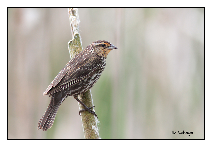 Carouge  paulettes femelle / Agelaius phoeniceus / Red-winged Blackbird