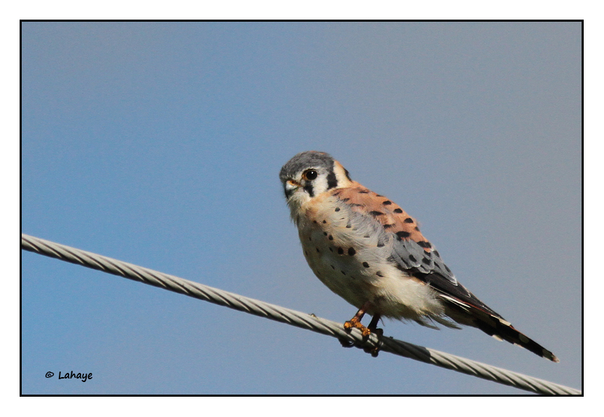 Crcerelle dAmrique / Falco sparverius / American Kestrel