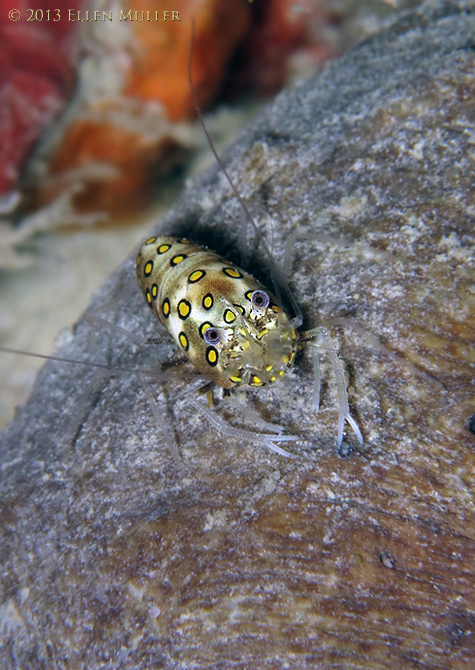 Circled Shrimp