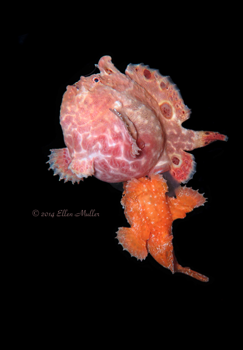 Frogfish Spawning