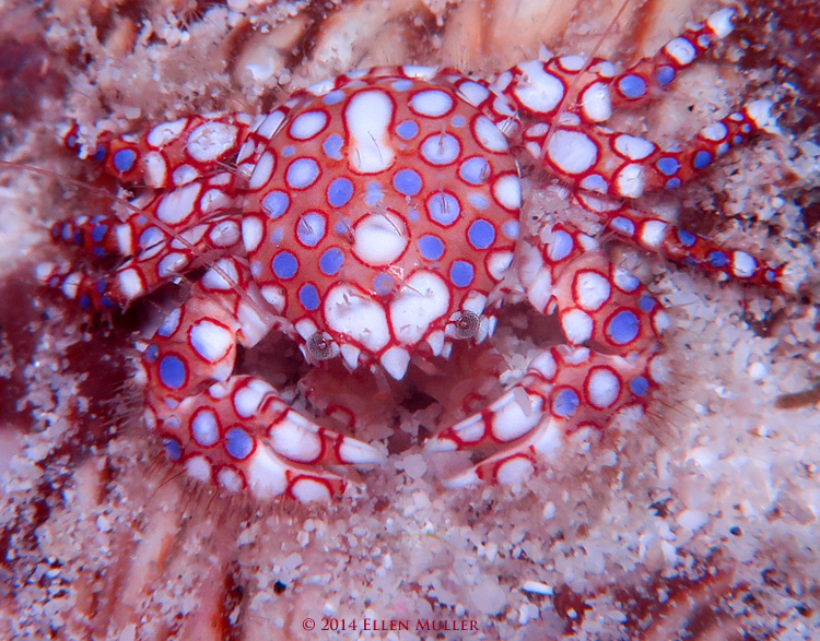 Spotted Porcelain Crab