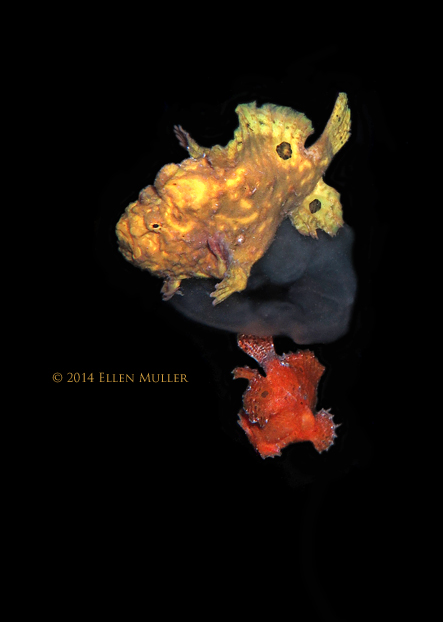 Frogfish Spawning