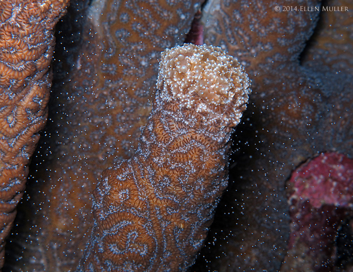 Pillar Coral Spawning