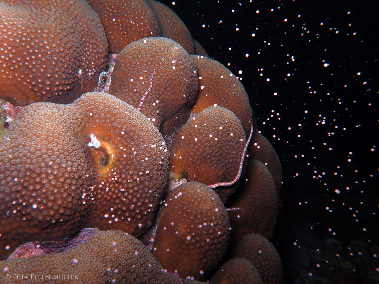 Star Coral Spawning