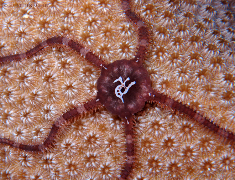 Brittle Star