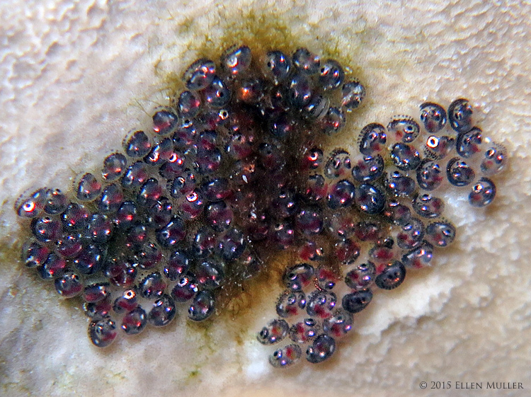 Clingfish Eggs