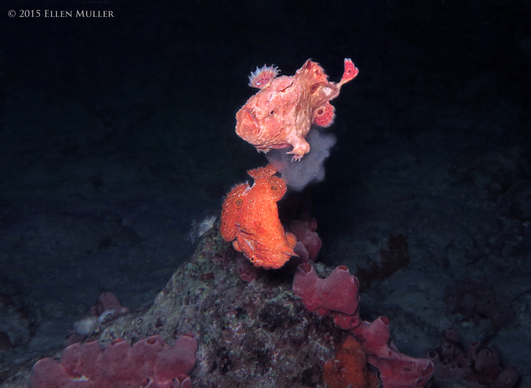 Frogfish Spawning