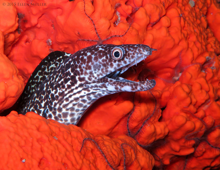 Spotted Moray