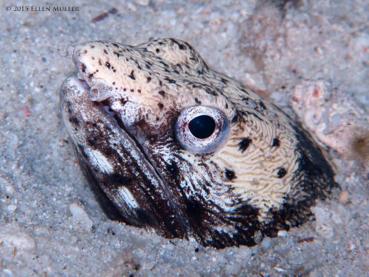 Spotted Snake Eel