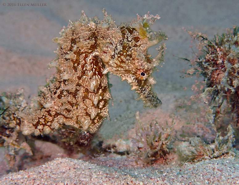 Lined Seahorse 