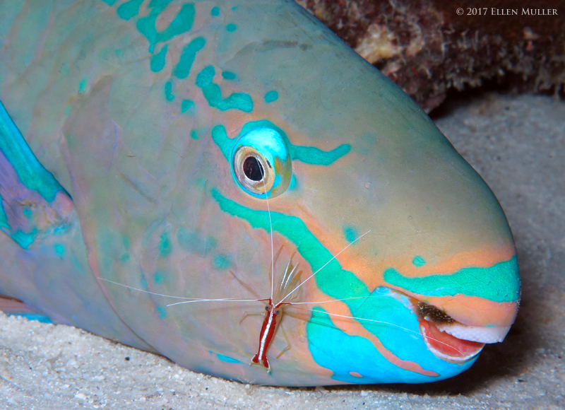 Parrotfish & Shrimp