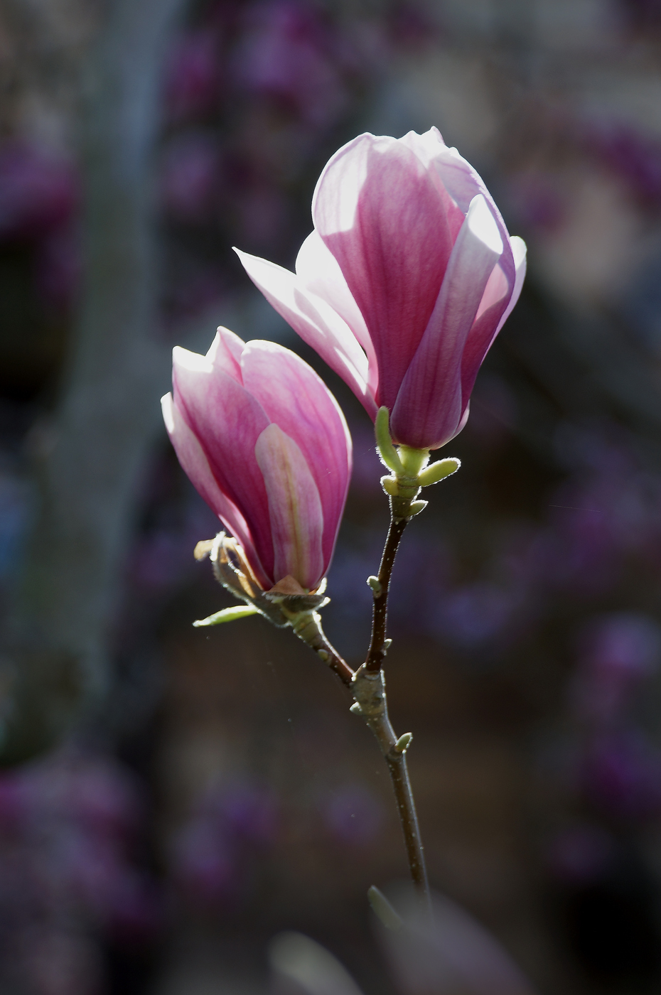 633 Saucer Magnolia.jpg