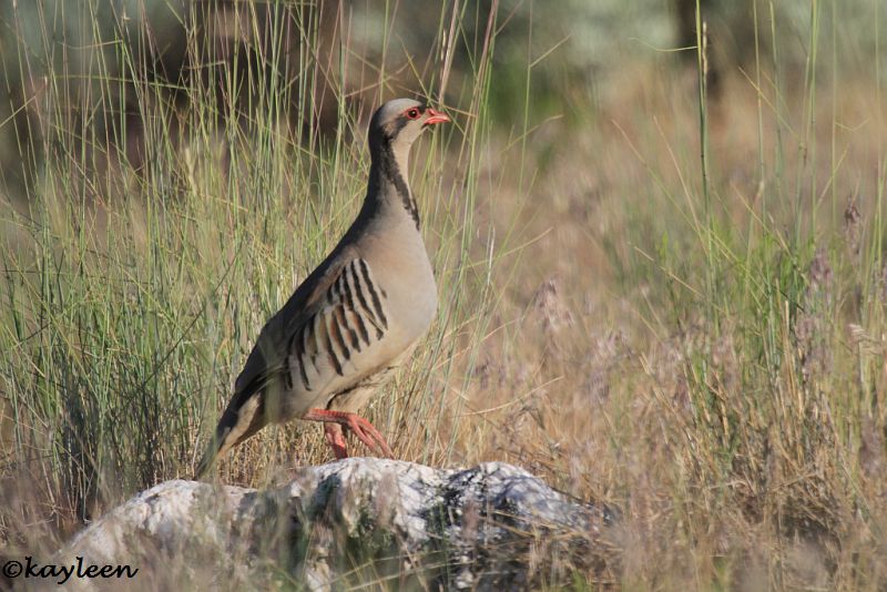 Chukar
